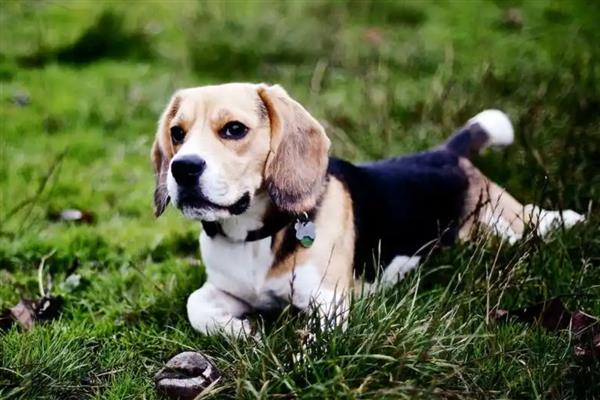 犬蛔虫病的症状,会引起小肠的机械刺激