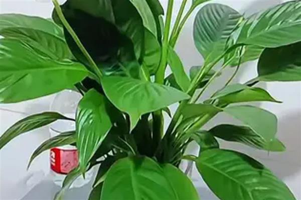 白掌水培是加水还是换水,是换水