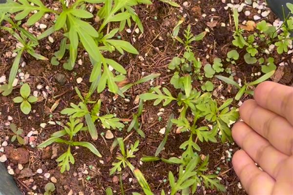 怎么种硫华菊，可采用播种法、扦插法等