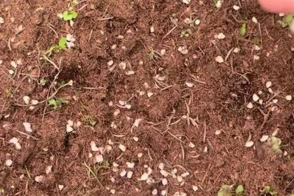 怎么种硫华菊，可采用播种法、扦插法等