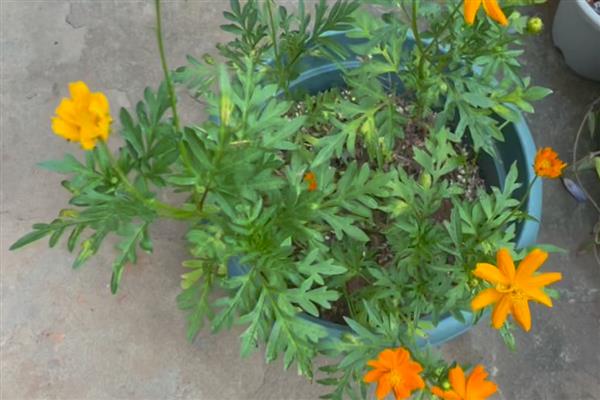 怎么种硫华菊，可采用播种法、扦插法等