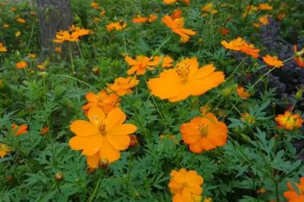 怎么种硫华菊，可采用播种法、扦插法等