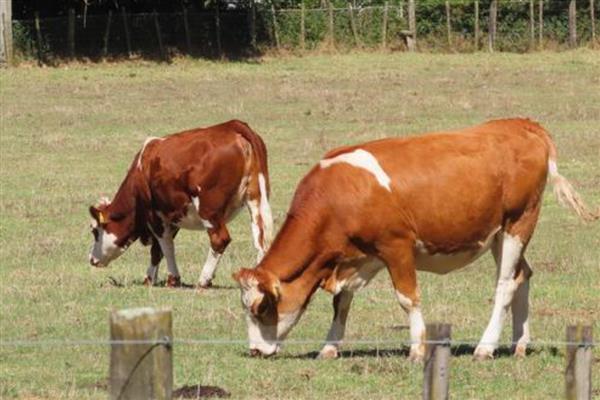 成年牛的月龄,是24月龄的