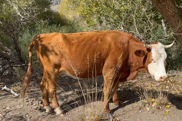成年牛的月龄,是24月龄的