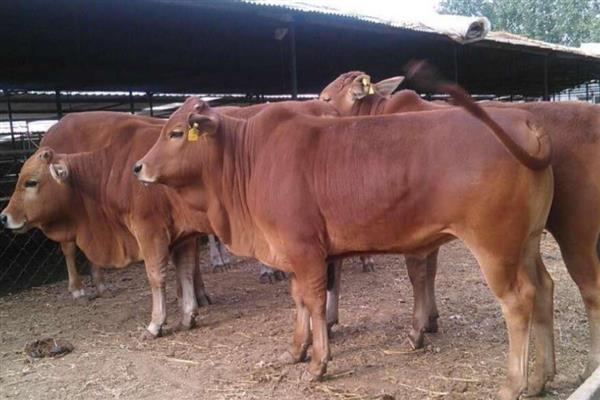 成年牛的月龄,是24月龄的