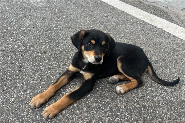 在惩罚狗狗时不能触犯的事，主要有以下5件