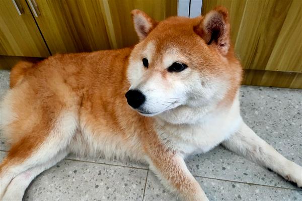 在惩罚狗狗时不能触犯的事，主要有以下5件