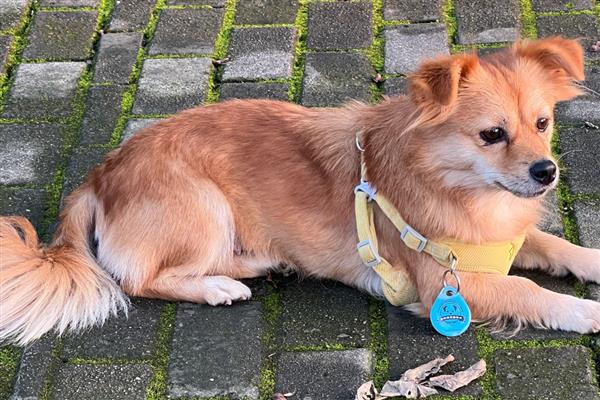 在惩罚狗狗时不能触犯的事，主要有以下5件