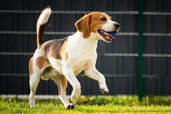 在惩罚狗狗时不能触犯的事，主要有以下5件