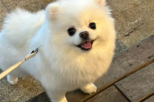 在惩罚狗狗时不能触犯的事，主要有以下5件