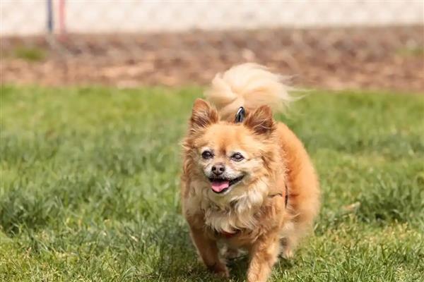 在惩罚狗狗时不能触犯的事，主要有以下5件