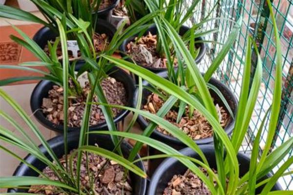 兰花新芽发黄的原因,可能是光照过强所致