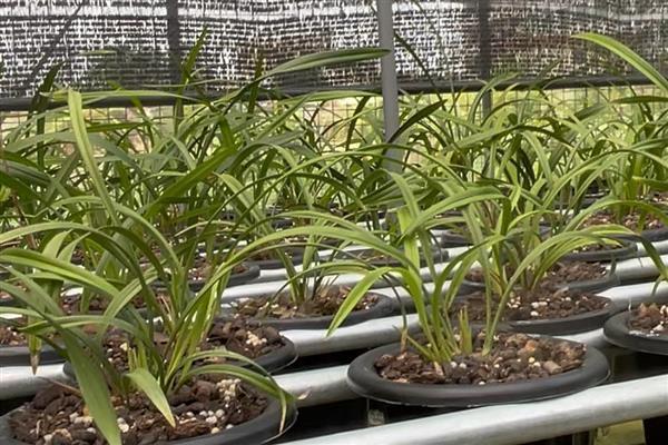 兰花新芽发黄的原因,可能是光照过强所致