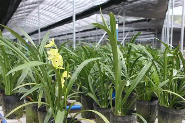 兰花新芽发黄的原因,可能是光照过强所致