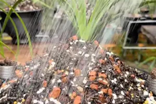 兰花新芽发黄的原因,可能是光照过强所致