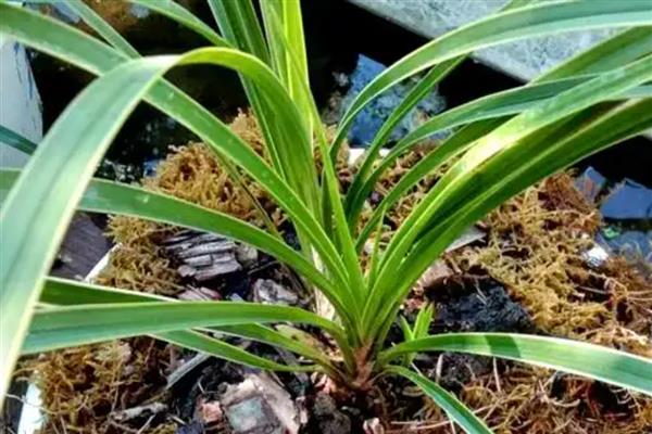 兰花新芽发黄的原因,可能是光照过强所致