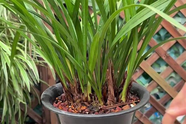 兰花新芽发黄的原因,可能是光照过强所致