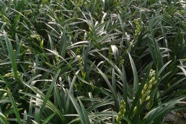 兰花新芽发黄的原因,可能是光照过强所致