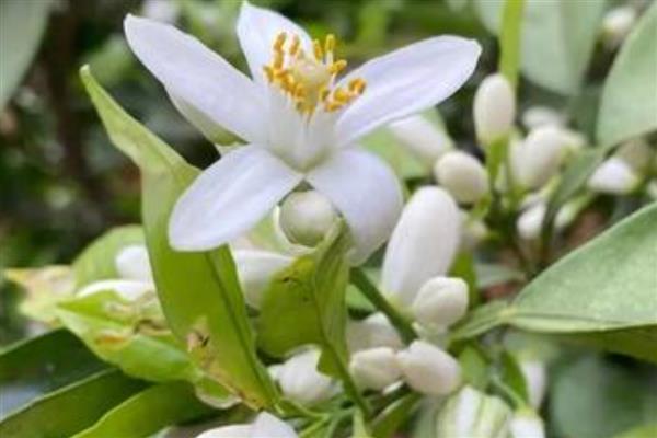 橙花的花语是什么，寓意新娘的喜悦、贵族的气息等