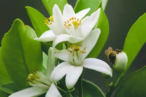 橙花的花语是什么，寓意新娘的喜悦、贵族的气息等
