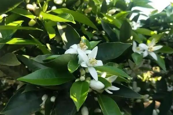 橙花的花语是什么，寓意新娘的喜悦、贵族的气息等