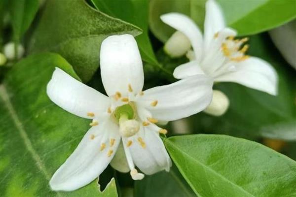 橙花的花语是什么，寓意新娘的喜悦、贵族的气息等