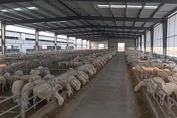养羊不赚钱的因素，可能是养殖品种差所致