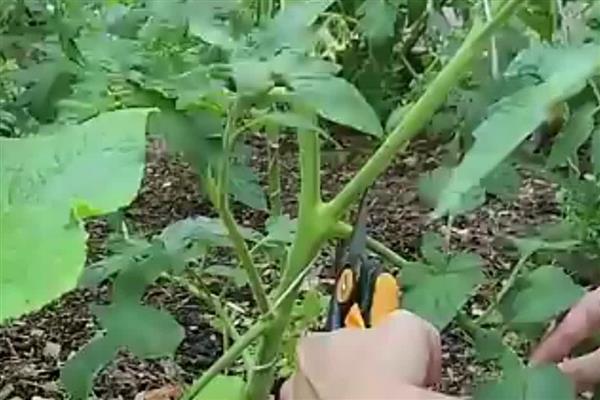 西红柿的打叶方法，植株下部的老叶需清除