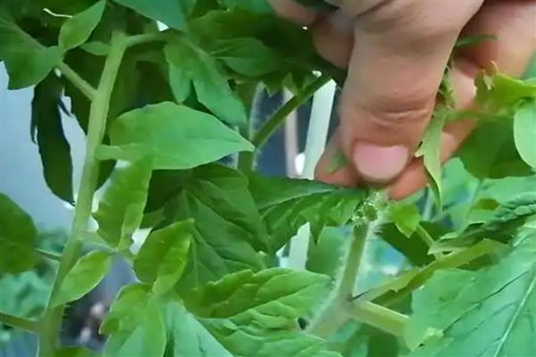 西红柿的打叶方法，植株下部的老叶需清除