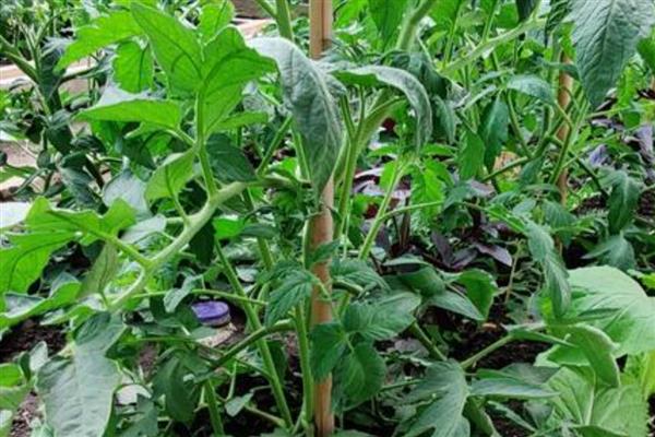 西红柿的打叶方法，植株下部的老叶需清除