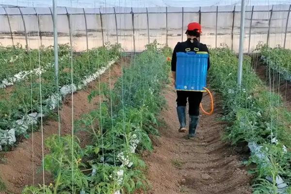西红柿的打叶方法，植株下部的老叶需清除