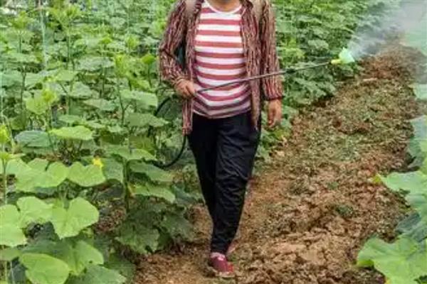 黄瓜不可用哪些农药，禁止使用666、DDT、杀虫眯等