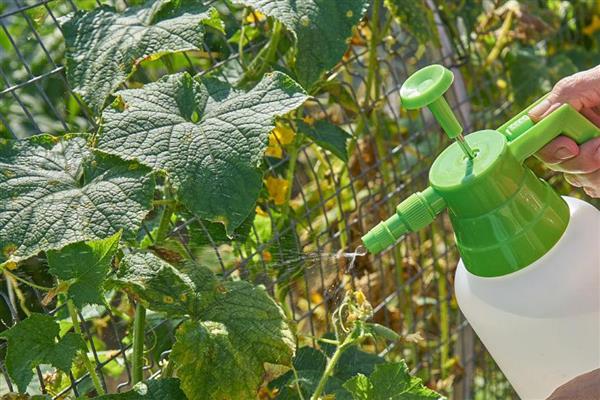 黄瓜不可用哪些农药，禁止使用666、DDT、杀虫眯等