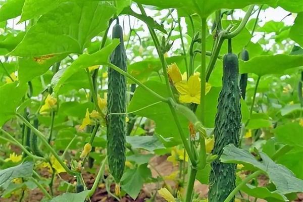 黄瓜不可用哪些农药，禁止使用666、DDT、杀虫眯等