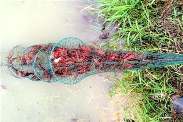 地笼捕龙虾用什么当作诱饵，可以用动物骨头、内脏等