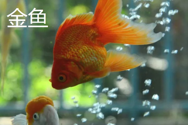 金鱼是什么鱼,是由野生的鲫鱼进化和培育出来的观赏鱼