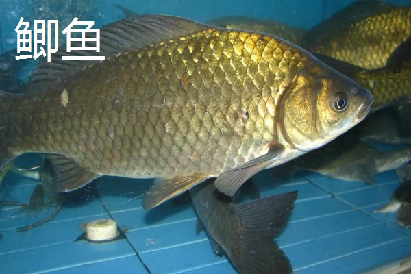 金鱼是什么鱼,是由野生的鲫鱼进化和培育出来的观赏鱼