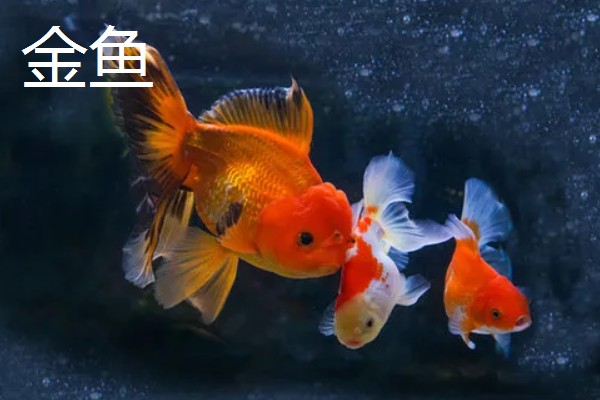金鱼是什么鱼,是由野生的鲫鱼进化和培育出来的观赏鱼