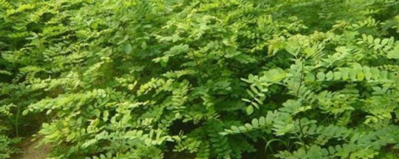 大叶速生槐的苗木如何繁殖,可用种根繁殖