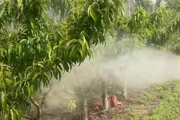 桃树旺长用多效唑好吗，施用多效唑有一定的效果
