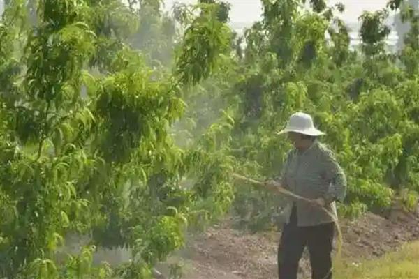 桃树旺长用多效唑好吗，施用多效唑有一定的效果