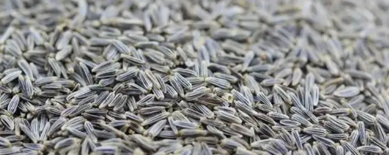 大滨菊种子的种植方法，适合在春秋季节播种