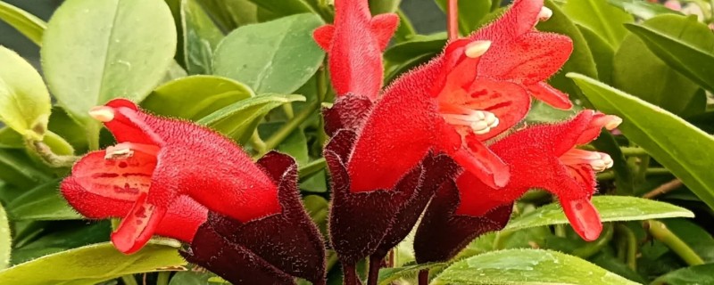 口红花的浇水方法，每次不可浇太多水