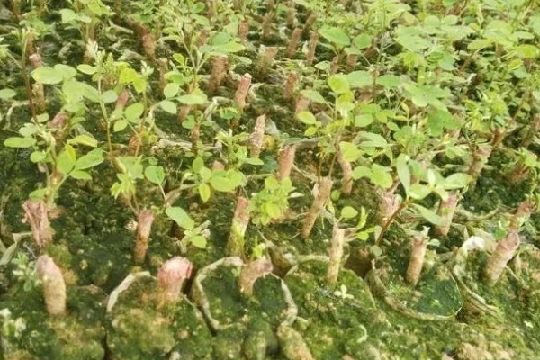 大叶速生槐的苗木如何繁殖,可用种根繁殖