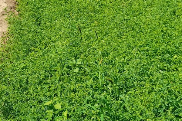 大叶速生槐的苗木如何繁殖,可用种根繁殖