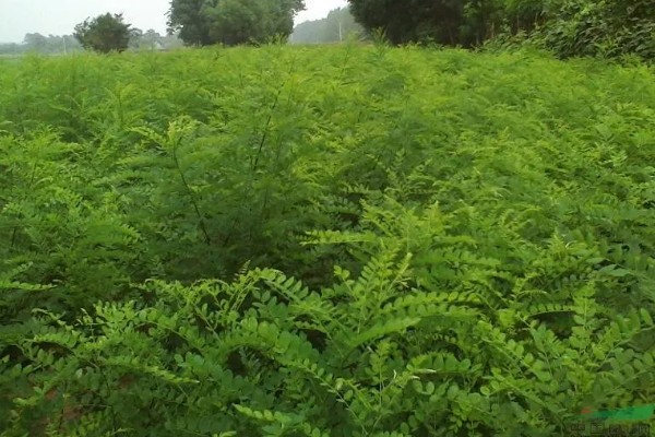 大叶速生槐的苗木如何繁殖,可用种根繁殖