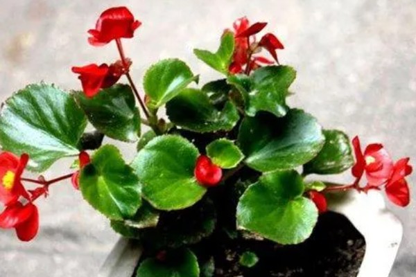 玻璃海棠花有没有毒，玻璃海棠花没有毒