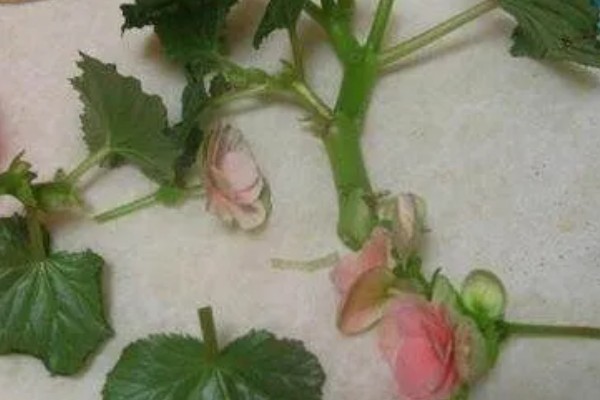玻璃海棠花有没有毒，玻璃海棠花没有毒