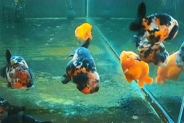 兰寿金鱼需要多大的鱼缸，根据养殖数量决定