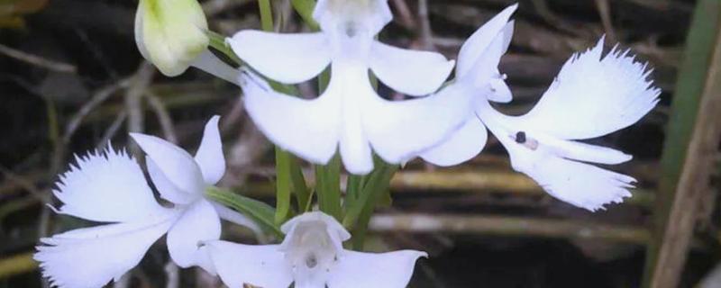 鬼兰有什么花语，代表神秘诡异、无价之宝等含义